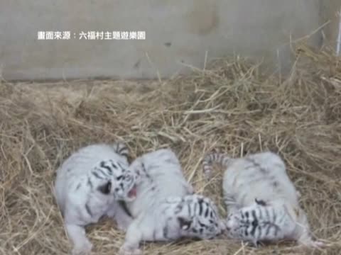 野生動物園小白虎誕生 模樣卡哇伊
