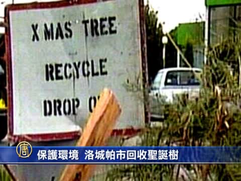 保護環境 從回收聖誕樹開始