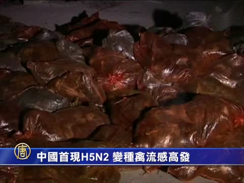 中國爆發H5N2禽流感 13萬隻雞遭撲殺