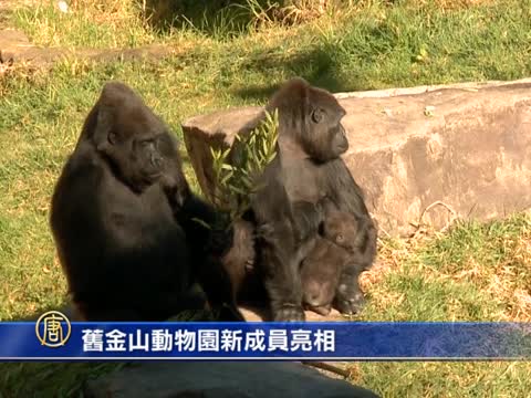 舊金山動物園新成員亮相