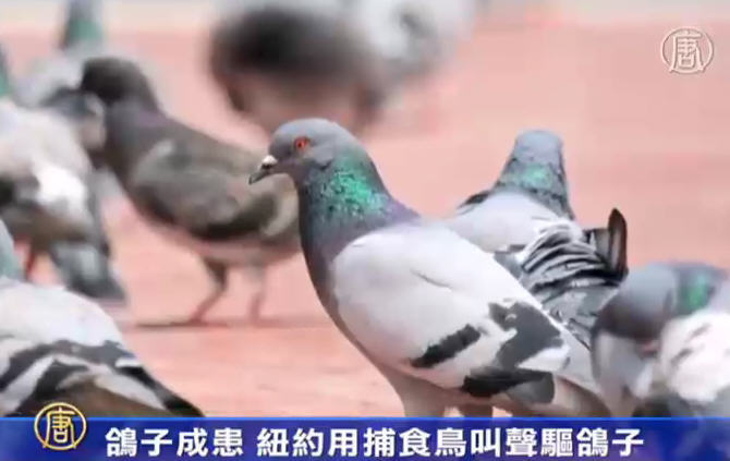 鴿子成患 紐約用捕食鳥叫聲驅鴿子