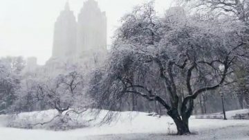 紐約落雪 景象各異