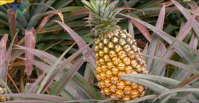 1000步的繽紛台灣：臺南市關廟鄉
