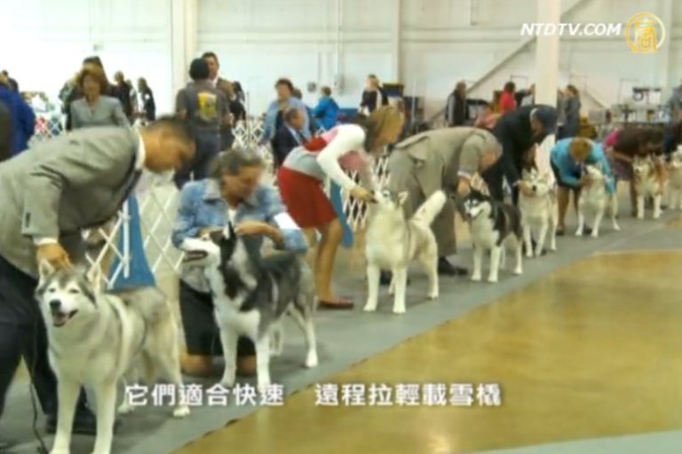 洛杉磯橙縣狗狗秀開幕