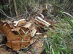 山林挽歌 阿里山盗伐现形