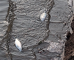 低溫寒害  雲林凍死萬尾魚