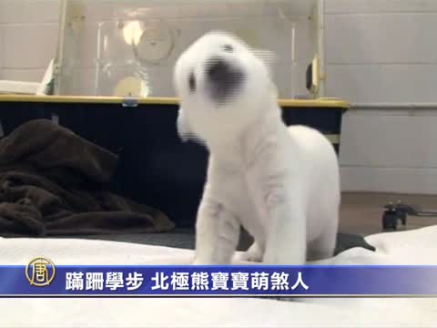 蹣跚學步 北極熊寶寶萌煞人