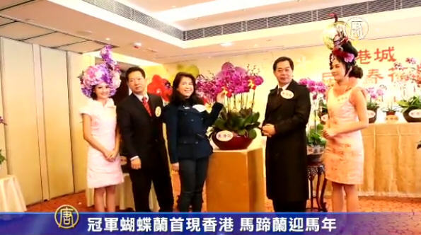 冠軍蝴蝶蘭首現香港 馬蹄蘭迎馬年