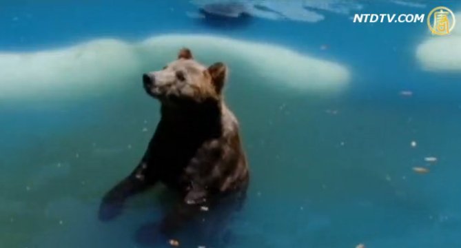 巴西里約盛夏酷暑  動物園內現涼爽