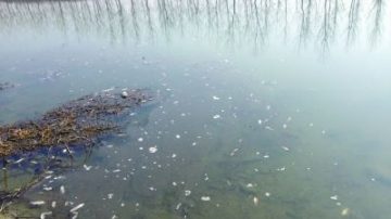 南京秦淮河出现死鱼带 部分或流入市场