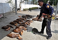 19只保育动物断魂  盗猎遭逮