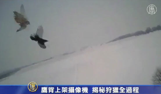 鷹背上架攝像機  揭秘狩獵全過程