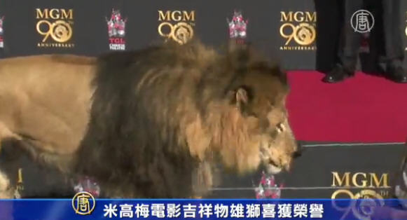 米高梅電影吉祥物-雄獅喜獲榮譽