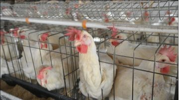 來勢洶洶  中國H7N9陰霾罩年關