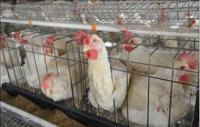 來勢洶洶  中國H7N9陰霾罩年關