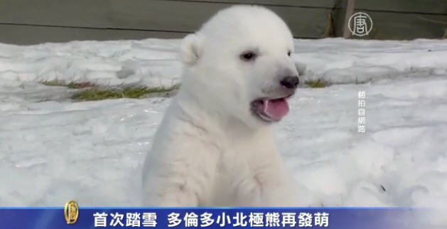 首次踏雪 多倫多小北極熊再發萌