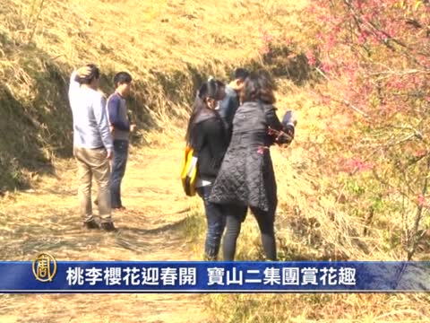 桃李櫻花迎春開 寶山二集團賞花趣
