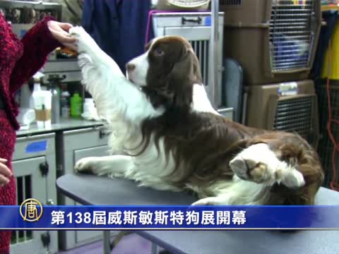 第138屆威斯敏斯特狗展開幕