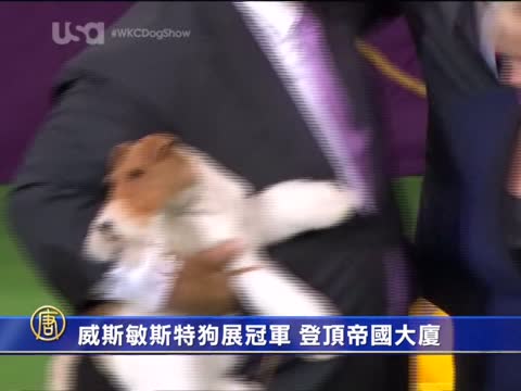 威斯敏斯特狗展冠軍 登頂帝國大廈