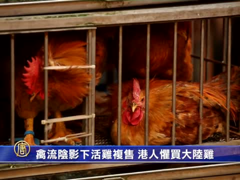 禽流陰影下活雞複售 港人懼買大陸雞