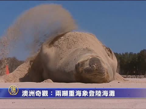 澳洲奇觀：兩噸重海象登陸海灘