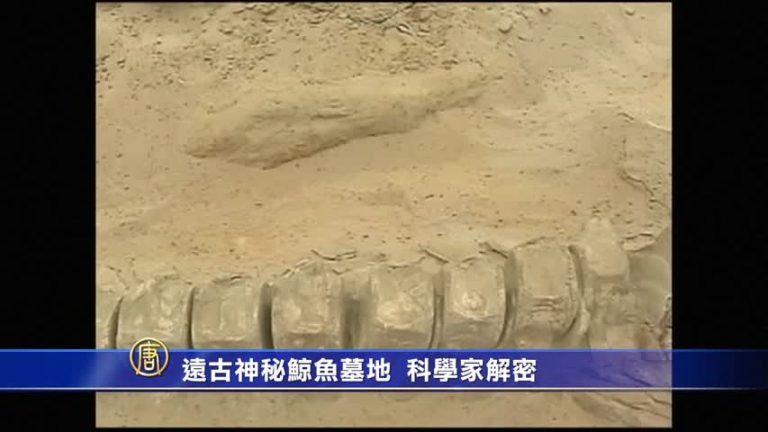 遠古神秘鯨魚墓地  科學家解密