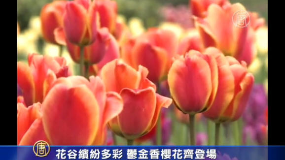 花谷缤纷多彩 郁金香樱花齐登场