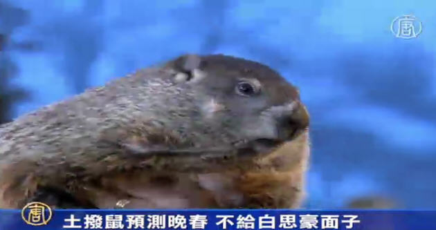 土撥鼠預測晚春 不給白思豪面子