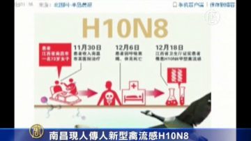 南昌發現人傳人新型禽流感H10N8