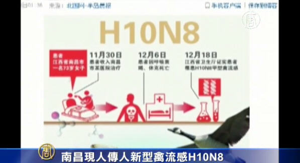 南昌發現人傳人新型禽流感H10N8