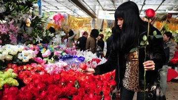 情人節  北京玫瑰花價漲近十倍