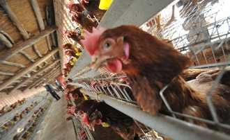 H7N9祕密延燒全國 官民數字大不同