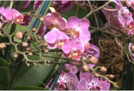 紐約蘭花展 品種罕見 色彩艷麗