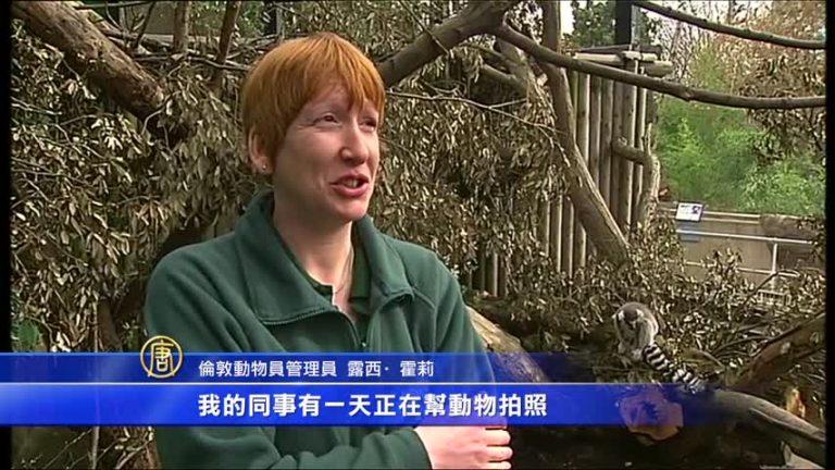 環尾狐猴玩自拍 小海豹萌翻天