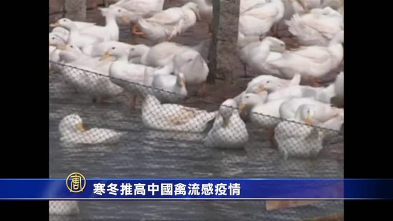 寒冬推高中國禽流感疫情