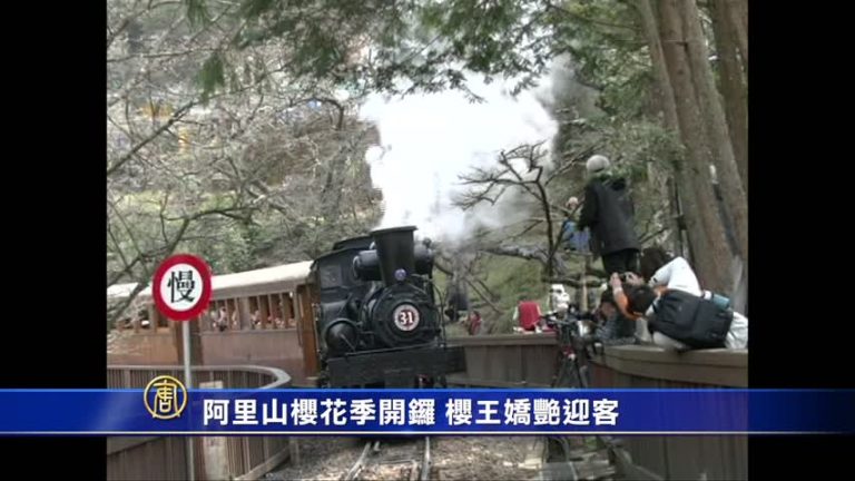 阿里山櫻花季開鑼 櫻王嬌艷迎客