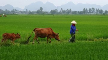 聯合國警告：糧食不足 逾5億亞太人將挨餓