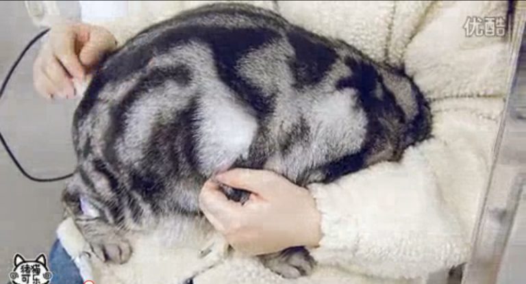 網帖：超可愛的肥貓打針記