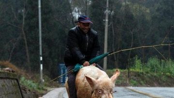 重庆老汉骑猪逛街 路人狂拍