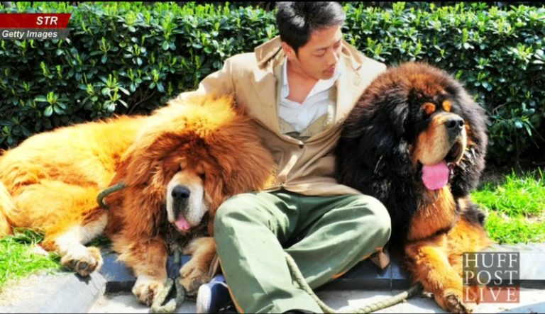 嚇壞西媒 藏獒幼犬據稱賣了近200萬美元