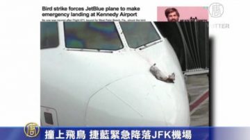 撞上飛鳥 捷藍緊急降落JFK機場