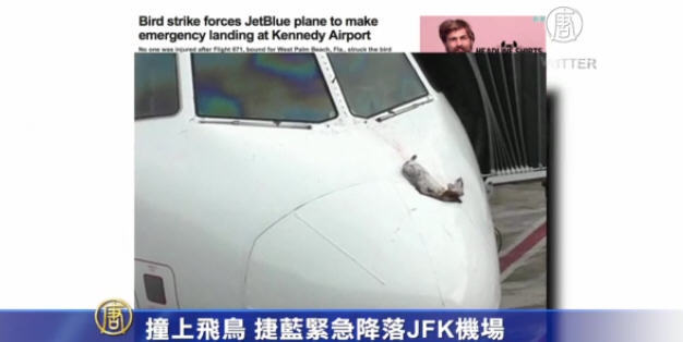撞上飛鳥 捷藍緊急降落JFK機場