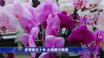 世博會五十年 台灣蘭花開展