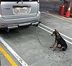 車綁狗拖2百公尺 婦稱不知情