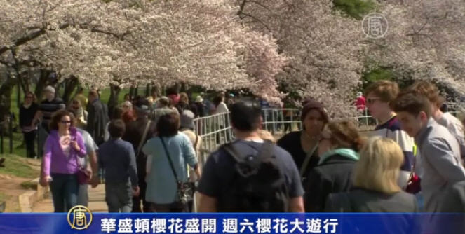 華盛頓櫻花盛開 週六櫻花大遊行
