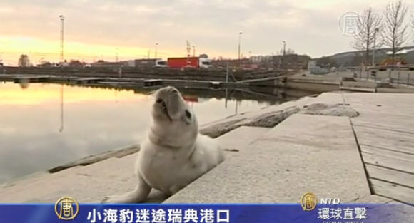 小海豹迷路瑞典港口
