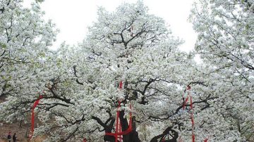 遼寧500歲老梨樹開花 繁花似錦綴滿枝頭