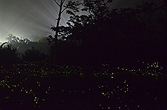 萤火虫季节 阿里山丰山萤光闪烁