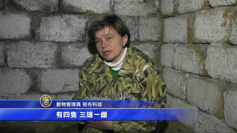 克里米亞白虎罕見產四胞胎