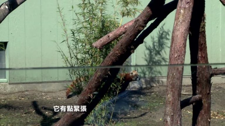 最萌動物明星 小熊貓舊金山初登場